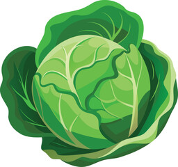 Vibrant Illustration of a Fresh Head of Cabbage