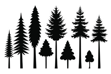 Fototapeta premium Silhouettes of evergreen trees in a forest&nbsp;setting