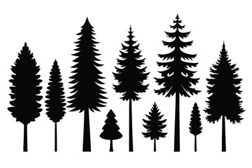 Fototapeta premium Silhouettes of evergreen trees in a forest&nbsp;setting