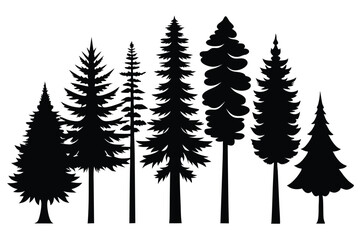 Fototapeta premium Silhouettes of evergreen trees in a forest&nbsp;setting