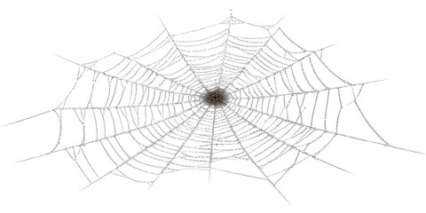 Obraz premium spider web vector