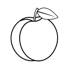 apricot fruit vector illustration