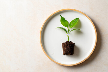 Minimalist Plant Sprout on Wooden Tray:  Neutral Background, Growth Concept, Organic Feel.