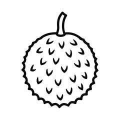 vector illustration of bunya nut fruit