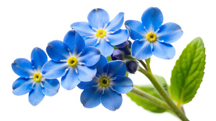 forget me not