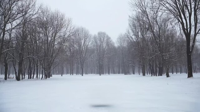 Trees covered in snowfall. Snowflakes fall slowly and consistently.