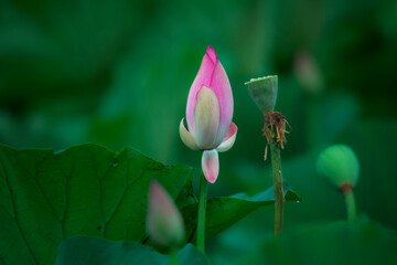 The pink lotus buds are so beautiful