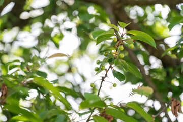 Green unripe cherries on branches with green leaves on the tree. 
