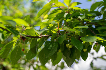 Obraz premium Green unripe cherries on branches with green leaves on the tree. 