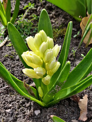 hyacinth flower on the springtime in park