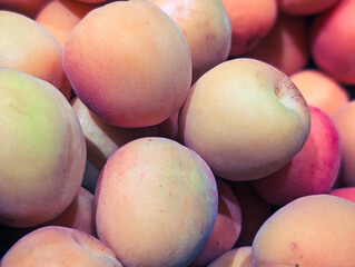 Freshly picked red-blushed apricots
