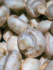 close-up of many fresh champignon mushrooms