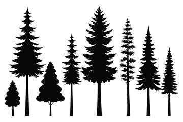Fototapeta premium Silhouettes of evergreen trees in a forest&nbsp;setting