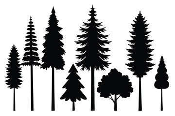 Fototapeta premium Silhouettes of evergreen trees in a forest&nbsp;setting