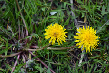 Beautiful bright and lovely wildflowers, green plants in summer. Fluffy yellow dandelions growing on a green lawn.
