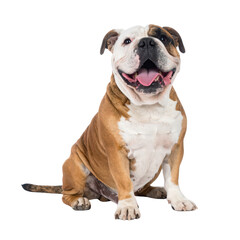 Obraz premium Cute and playful brown and white bulldog puppy sitting with an adorable happy expression isolated on a white background