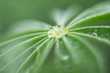 Water droplets that form on plant leave. Lupinus microcarpus Calflora.Lupinus shockleyi is an...
