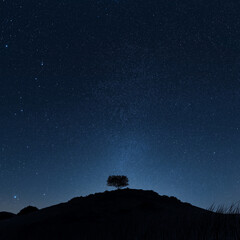 Night sky full of stars with silhouette of lone tree on a hill
