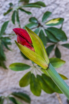 Amarilys bud
