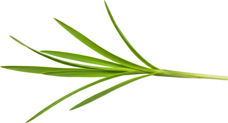 Fototapeta premium patch of grass with transparent background frame border 