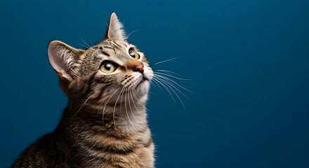 Cat, Tabby cat, Kitten, Curious Tabby Cat Looking Up Against Teal Background