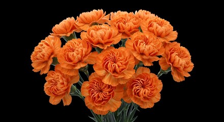 Orange carnations, Carnations, Flowers, Bouquet of Orange Carnations on Black Background