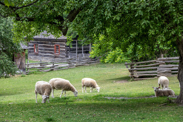 A pastoral view of grazing sheep at Black Creek Pioneer Village, showcasing rustic 19th-century charm in Toronto.