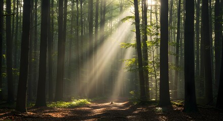 Fototapeta premium Forest, Woods, Trees, Sunbeams in the Misty Forest