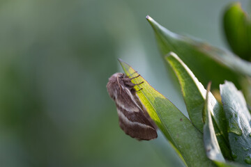Crimson moth butterfly (Macrothylacia rubi) male. Insect in the family Lasiocampidae