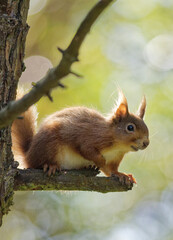 Red squirrel in the forest