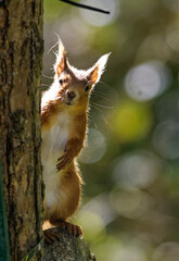 Red squirrel - Peekaboo!