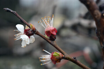Beautiful, delicate, white apricot tree flowers in spring. Blooming apricot branches on the...