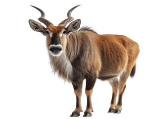 Majestic eland antelope standing against a plain background, showcasing its impressive horns and rich coat.