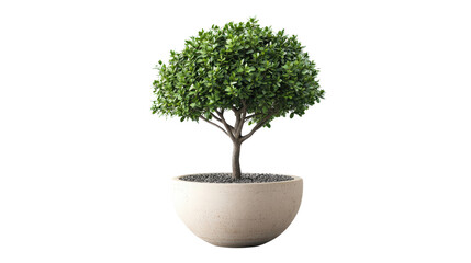 Tree growing in pot for indoor decor, Transparent background, PNG file
