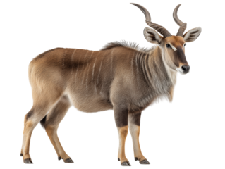 An impressive male Nyala stands proudly, showcasing its magnificent spiraled horn and striking striped coat
