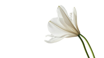 Fototapeta premium White jasmine flower Transparent background, PNG file