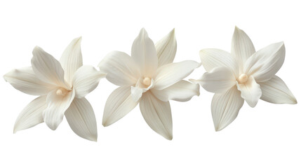 Fototapeta premium White rabbit sitting Transparent background, PNG file