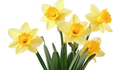 Yellow daffodil flower Transparent background, PNG file