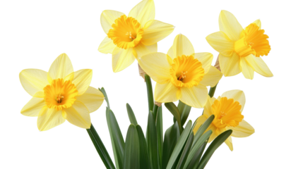 Yellow daffodil flower Transparent background, PNG file