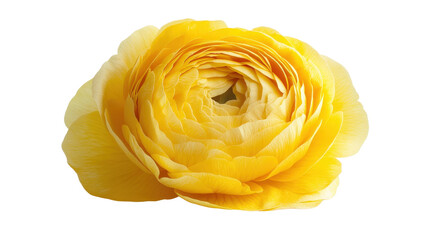 Yellow daffodil close-up Transparent background, PNG file