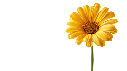 Fototapeta premium Yellow marigold flower Transparent background, PNG file