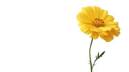 Yellow marigold flower Transparent background, PNG file