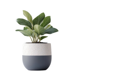 Small indoor plant in decorative pot Transparent background, PNG file