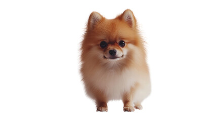 Small pomeranian dog Transparent background, PNG file