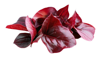 Sorrel calyx, deep red fleshy petals used for drinks, tangy and medicinal, Transparent background, PNG file