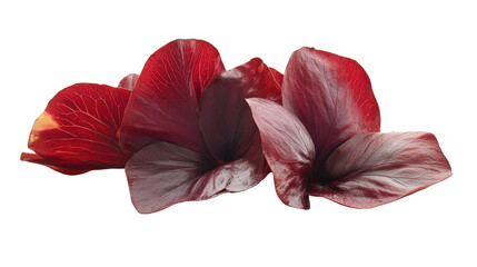 Sorrel calyx, deep red fleshy petals used for drinks, tangy and medicinal, Transparent background, PNG file