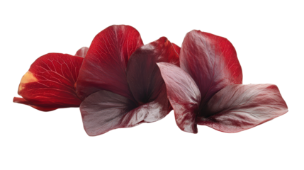 Sorrel calyx, deep red fleshy petals used for drinks, tangy and medicinal, Transparent background, PNG file