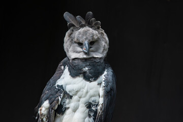 Close-up view of a Harpy eagle.