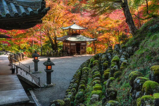 Fototapeta The marvelous Otagi Nenbutsu-ji Temple during fall season in Kyoto, Ukyo ward, Japan.