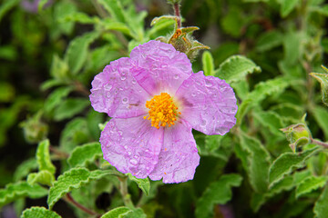 A bee isolated on the pink rock rose flower. bee on purple flower. Apis mellifera. Tacir Village, Iznik Türkiye. 
